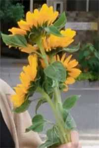 面霜风波高柏高芊芊完结小说免费阅读_已完结小说面霜风波高柏高芊芊