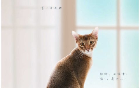 我变成小猫咪的那些日子田兮三蹦子小说免费阅读