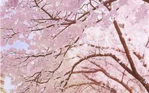 (杨洛黄泰安)杨洛柳雨薇小说免费阅读全章节免费在线阅读_杨洛柳雨薇小说免费阅读全本免费在线阅读