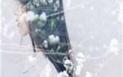 蓝花楹云皓然(祸国美人不是妖)完结版免费在线阅读_《祸国美人不是妖》热门小说